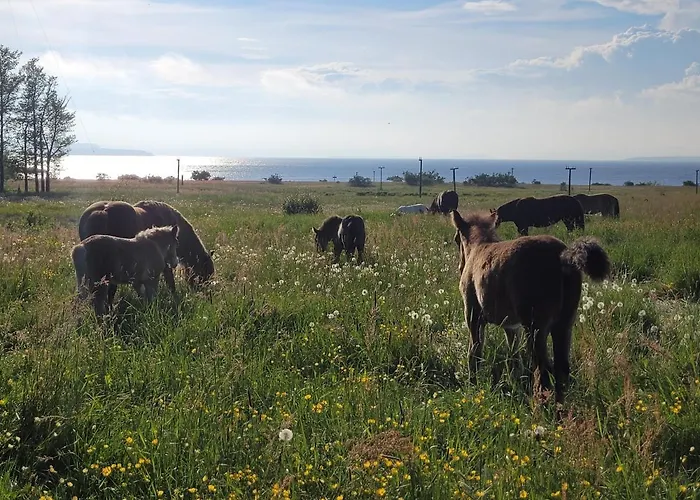 מלון Jeloy Radio מוס